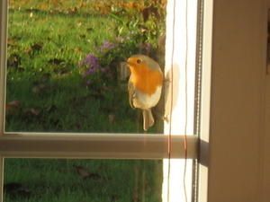 oiseaux-006.jpg