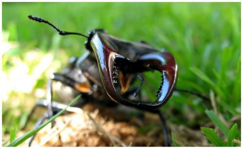 scarabee-2.jpg