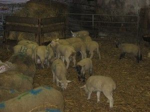 agnx-2007.jpg
