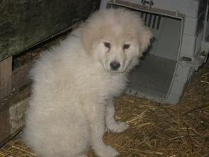 coyotte-2-mois-copie-1.jpg