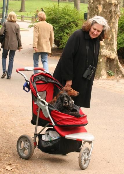 poussette petit chien