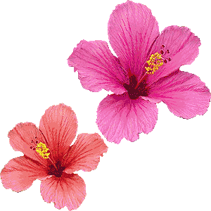 hibiscus