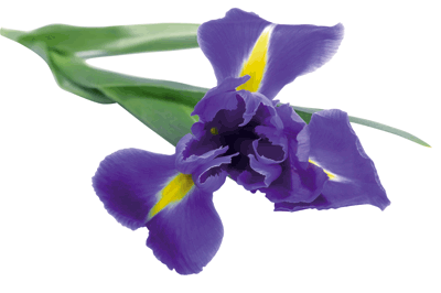 iris.gif