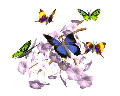 papillons3