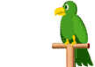 perroquet 003