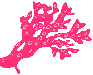 Corail
