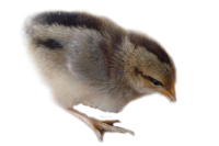 poussin.png