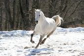 cheval-blanc.jpg