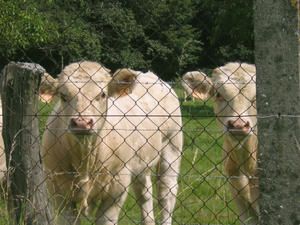 vaches-1.jpg