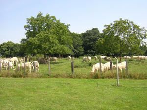 vaches-2-troupeau.jpg