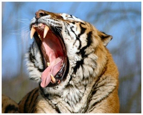 LA-VRAI-COLERE-TIGRE51.jpg