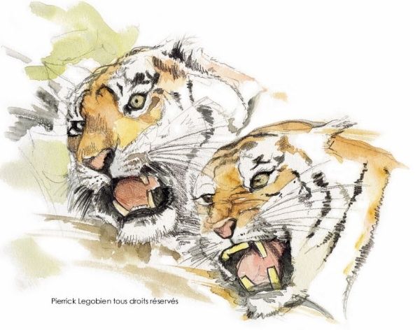 TIGRE-FURIEUX88.jpg