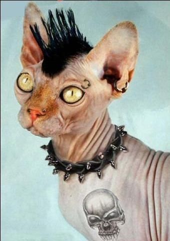 chat-punk.jpg