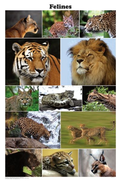 lions-tigres.jpg