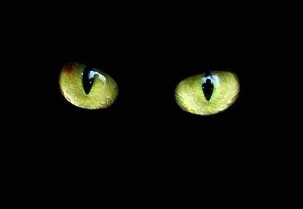 secret-story-debu-chat-yeux-.jpg