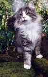 beau-chat.jpg
