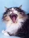 chat-rigolo-copie-1.jpg