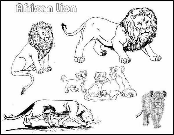 lion-afrique-coloriage-jpg.jpg