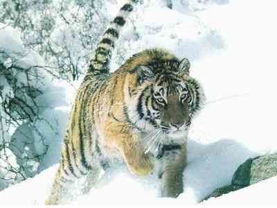 tigre-bonjours.jpg