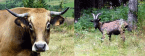 Vachbouc.gif