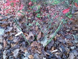 Photo022-copie-1.jpg