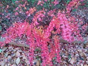 Photo047.jpg