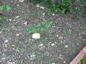 roses-004.jpg