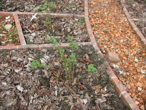 roses_mars08-008.jpg