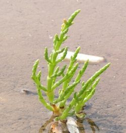 250px-Salicornia-europaea.jpg
