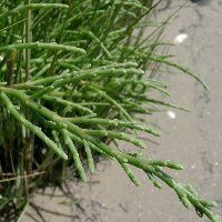 photo-salicornia-europaea-2.jpg