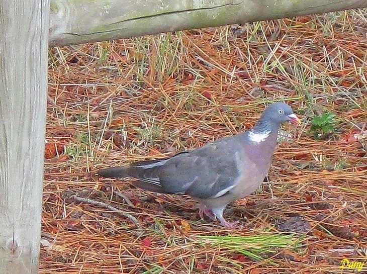 Photos de notre appart en vendee