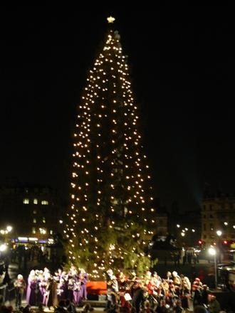 sapin-trafalgar.JPG