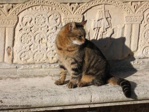 466bis-chat.jpg