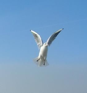 DSCN6702.jpg