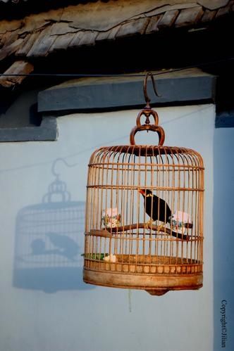 Oiseau-3janvier200.jpg