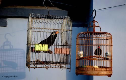 Oiseaux-3janvier2008.jpg