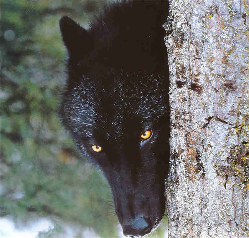 Le loup noir - ma viedechien