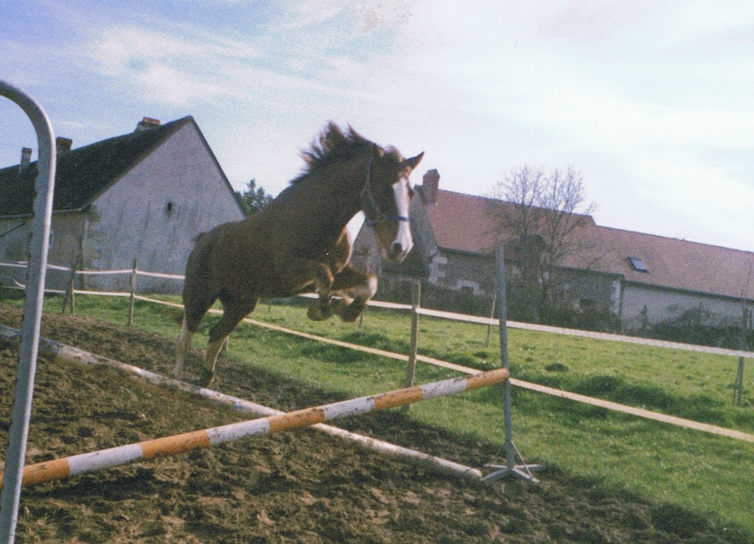 Sauts d'obstacles en liberté, faire sauter son cheval en Sauts d'obstacles en liberté, faire sauter son cheval en