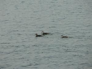 p1000199-copie-1.jpg