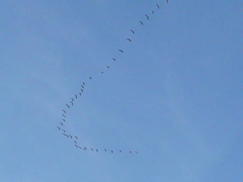 p1000960.jpg