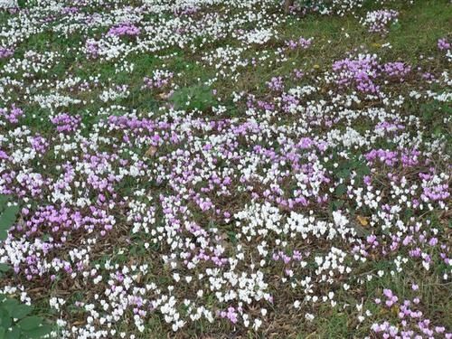 p1050679-cyclamens.jpg