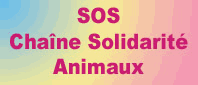 Blog VIP Casanina - chaine solidarite animaux Blog VIP Casanina - chaine solidarite animaux