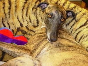 belgique-galgos-zazie-isabelle.jpg