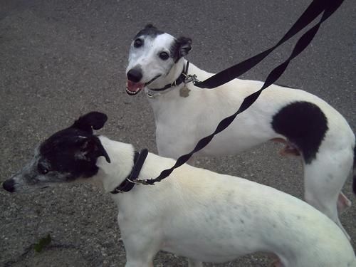 Kiriki et Kirikou, whippets à l'adoption au refuge de Lady Yule, Mougins Kiriki et Kirikou, whippets à l'adoption au refuge de Lady Yule, Mougins