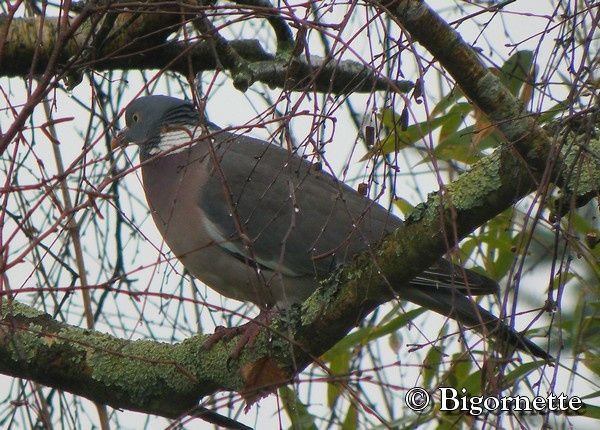 pigeon.jpg