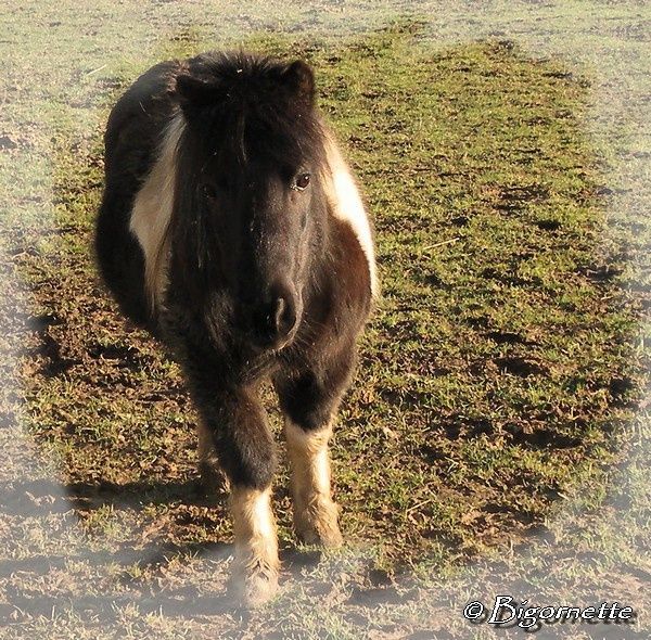 poney.jpg