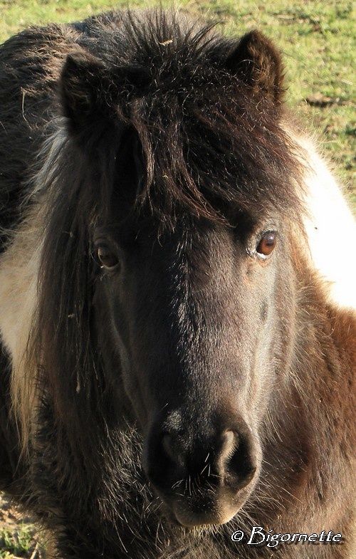 poney2