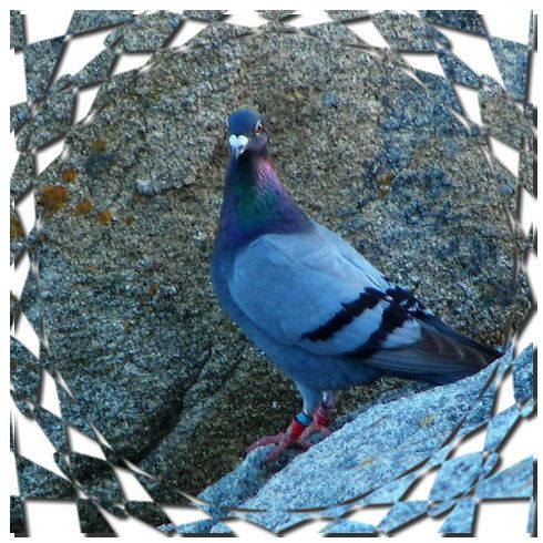 pigeon002