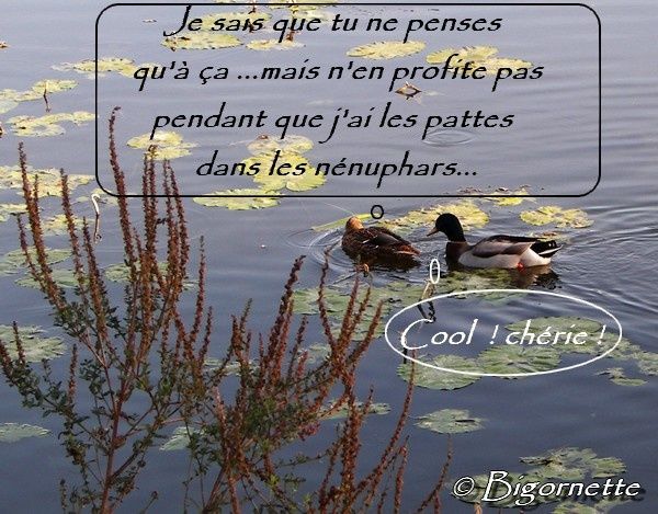 canards4.jpg