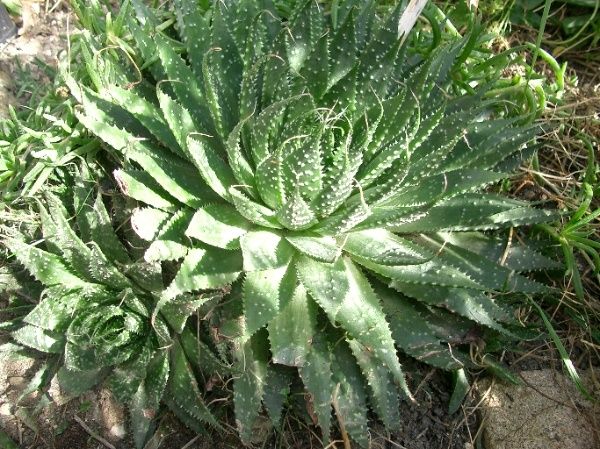 Aloe-aristata.JPG